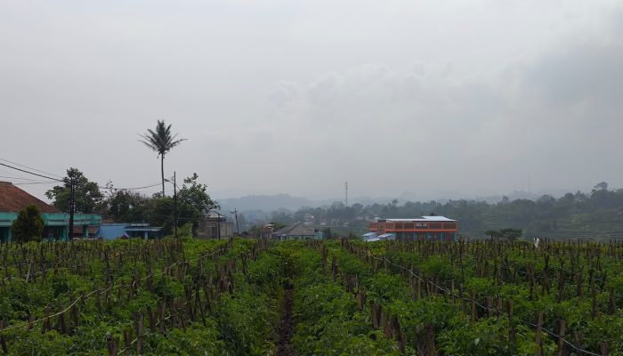 Perluasan lahan safeera garut9